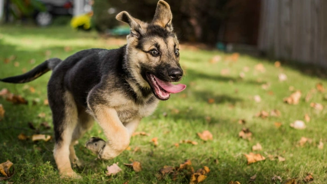 領養德國牧羊犬注意事項
