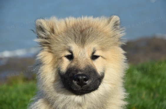 狗內分泌疾病檢測