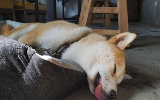 狗狗睡覺怪聲 狗狗睡覺怪聲