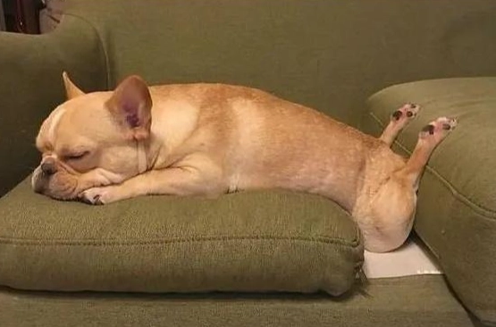 狗狗睡眠啵啵聲