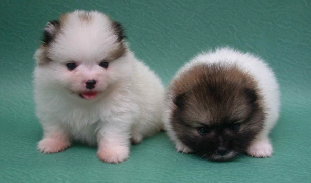 韭菜對狗的毒性