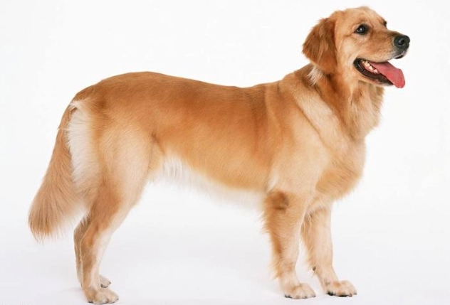 紅蘿蔔煮熟狗狗