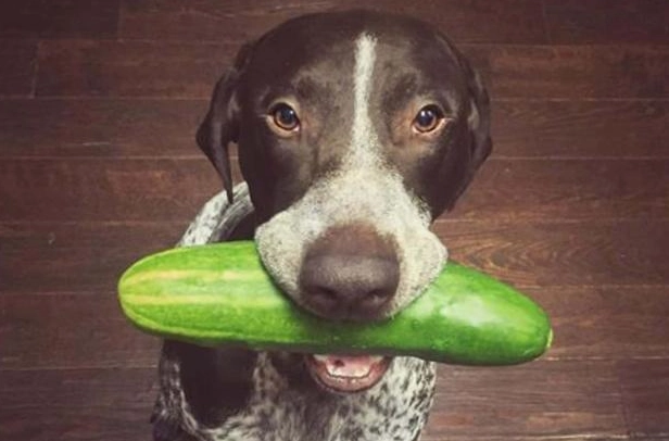 節瓜對狗安全嗎