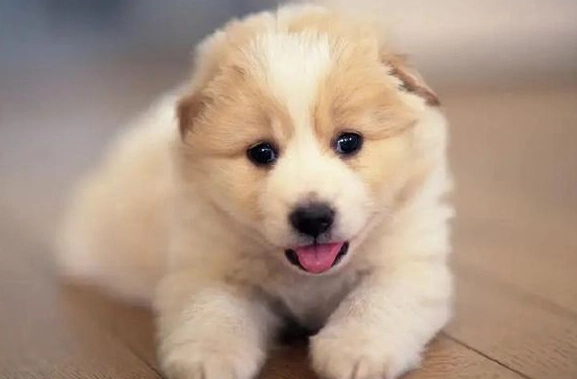 狗可以吃杏仁嗎 狗可以吃杏仁嗎