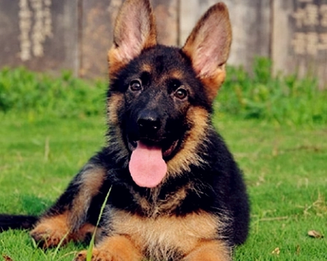 人類食物對狗的影響