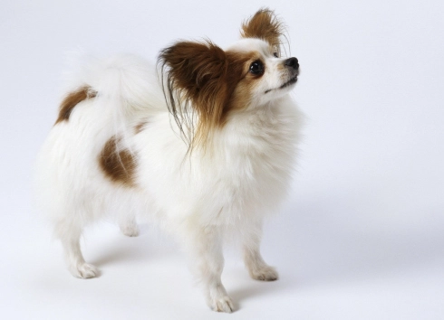 寵物營養補充品