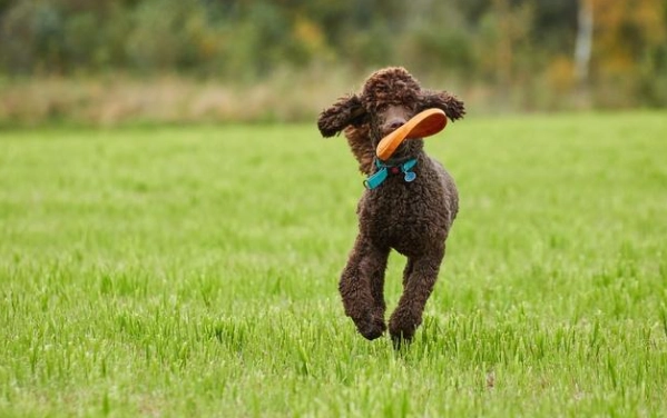 狗狗睡覺怪聲 狗狗睡覺怪聲