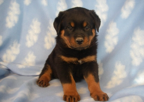 如何餵狗狗紅蘿蔔