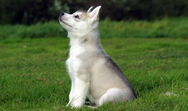 甘筍對狗狗好處