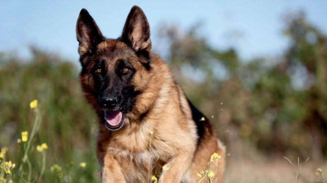 領養德國牧羊犬注意事項