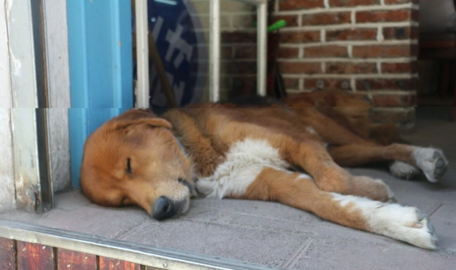 寵物狗睡覺發出怪聲 寵物狗睡覺發出怪聲
