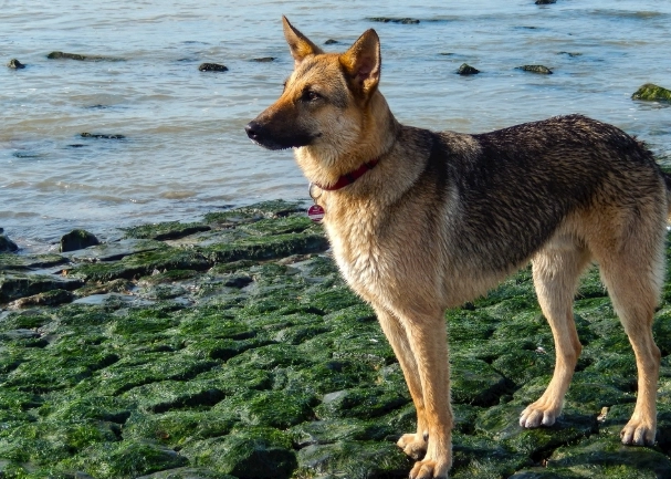紅蘿蔔狗狗安全食用