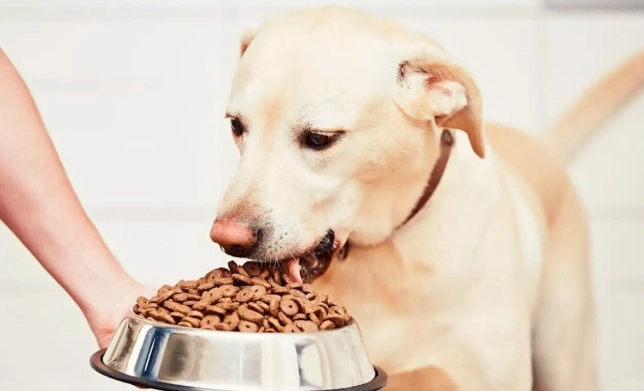 低敏狗食肉類選擇