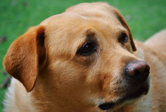 山藥對狗狗有害嗎