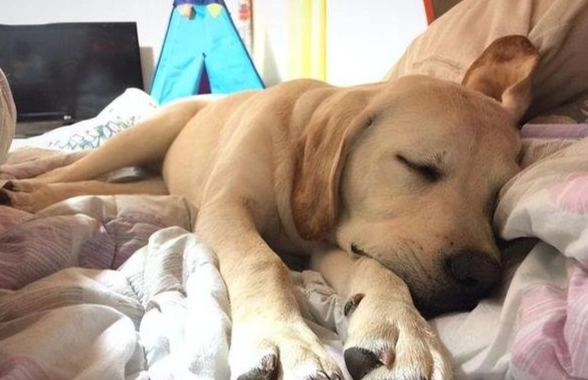 狗狗睡眠異常聲音 狗狗睡眠異常聲音