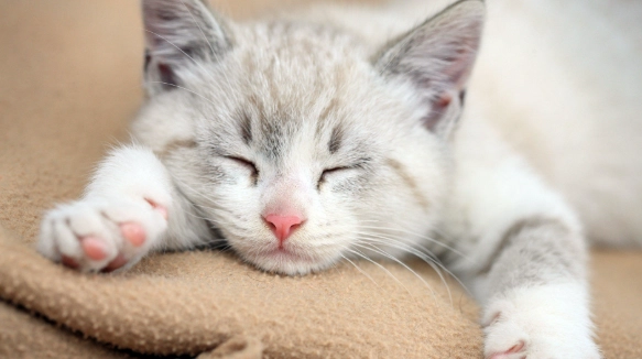 貓糖尿病症狀 貓糖尿病症狀