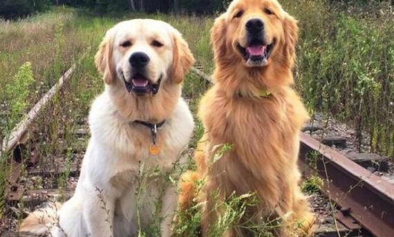 狗狗發抖喘氣原因