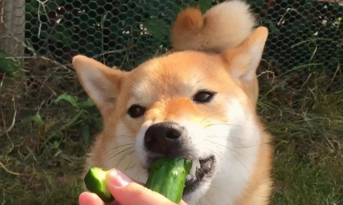 腰果對狗有害嗎 腰果對狗有害嗎