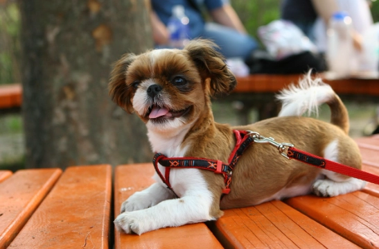 犬庫欣氏症治療