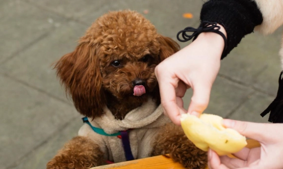 標準貴賓狗 飼養