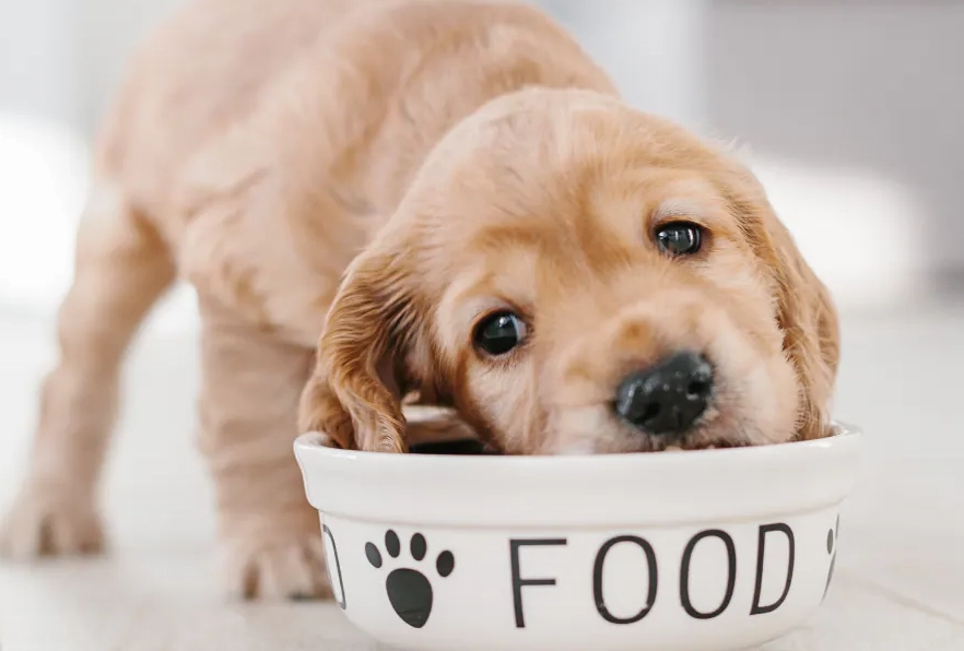 狗狗一直尿尿原因