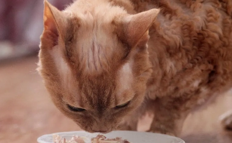 地瓜對貓咪的影響