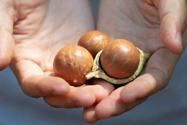 狗可以吃的堅果