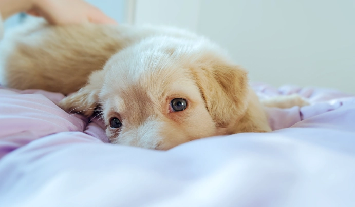 山藥對狗狗有害嗎