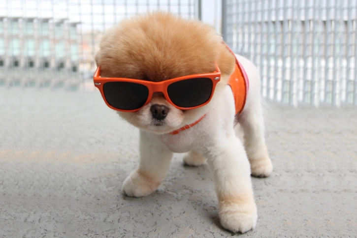 狗狗黑色素瘤症狀