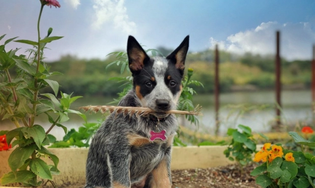 紅蘿蔔對狗狗的益處