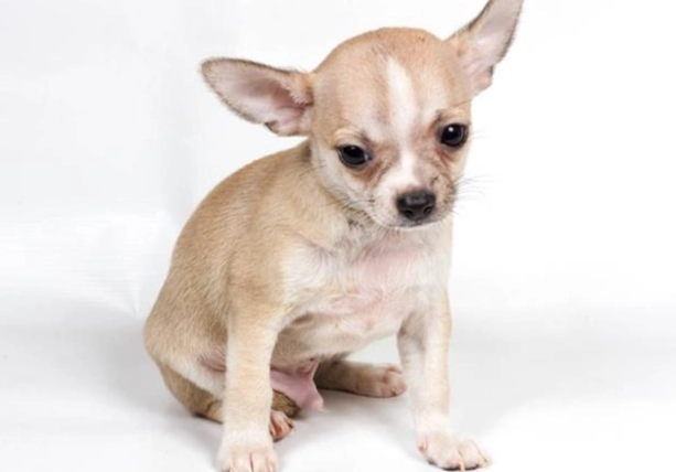 狗狗補鈣食物 狗狗補鈣食物