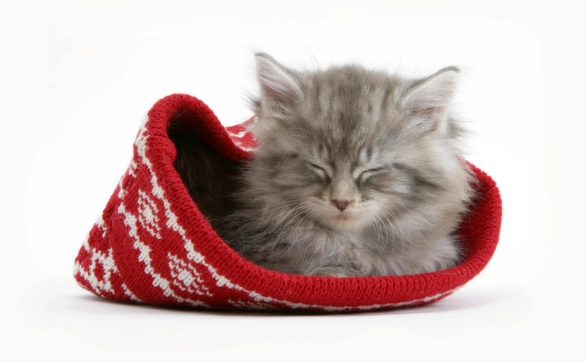 貓血糖不穩定 貓血糖不穩定