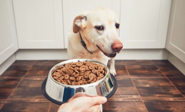 狗狗肉類過敏症狀