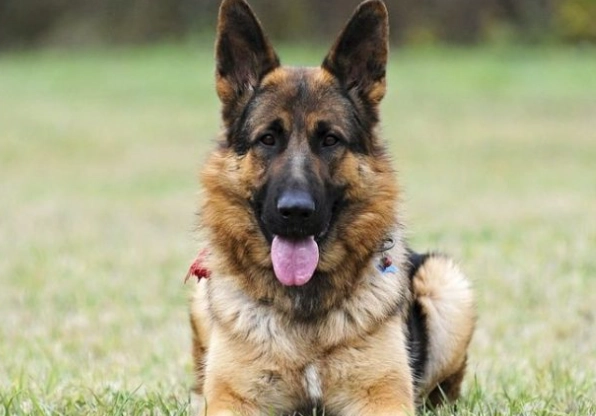 德國狼犬性格 德國狼犬性格