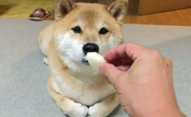 狗狗吃核桃安全嗎