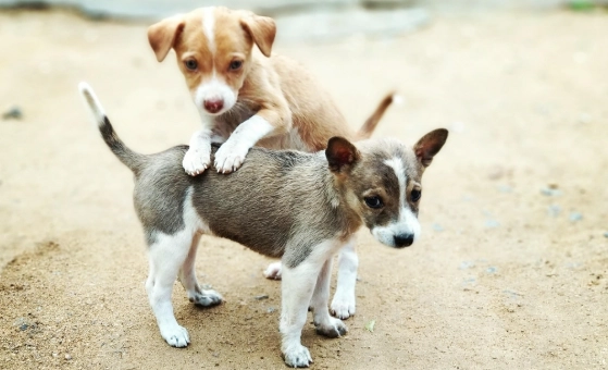 狗狗吃蘑菇安全 狗狗吃蘑菇安全