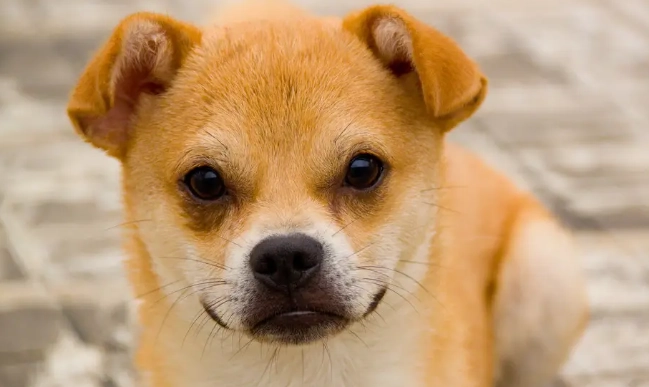 庫欣氏症犬隻治療