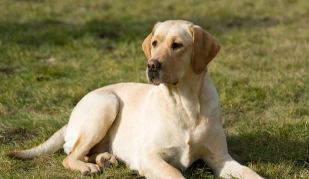 狗狗健康照護 狗狗健康照護