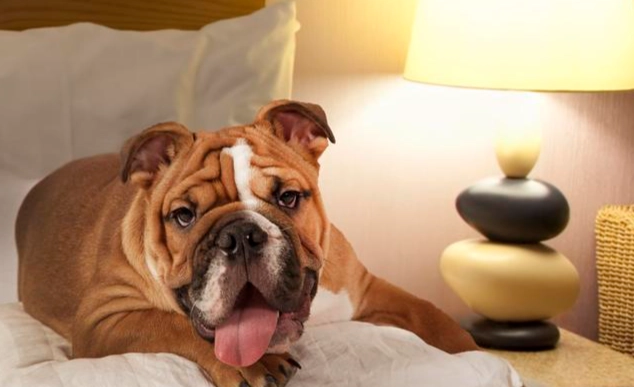 老狗半夜不睡覺 老狗半夜不睡覺