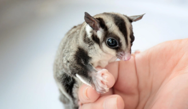 蜜袋鼯飲食禁忌