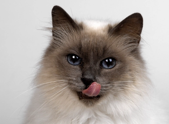 貓糖尿病後腳無力症狀