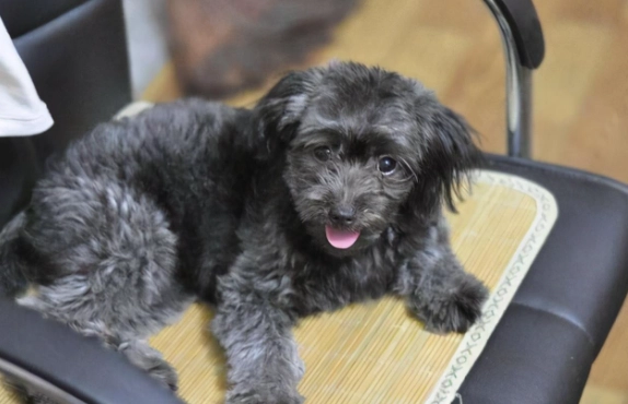 標準貴賓狗 性格