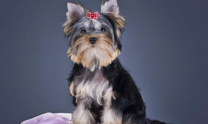 狗狗胃脹氣怎麼辦