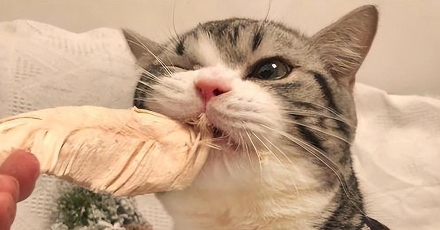 貓咪飲食禁忌 貓咪飲食禁忌