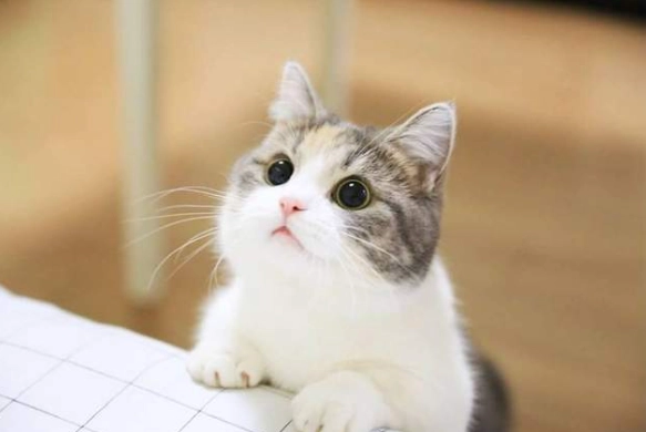 貓咪低血糖症狀