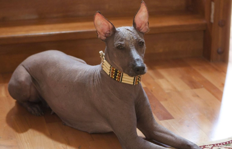 短毛狗品種推薦