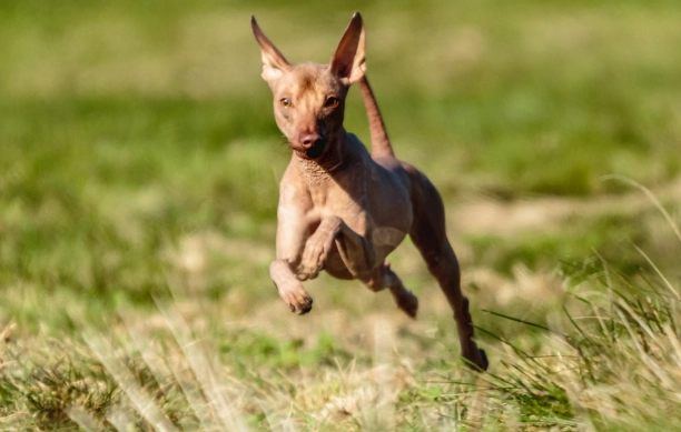 紅蘿蔔過敏症狀