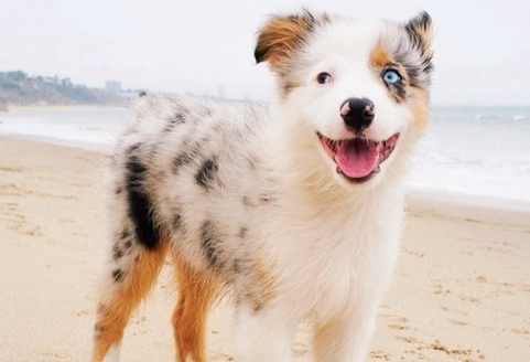 紅蘿蔔對狗狗的好處