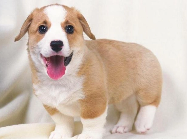 庫欣氏症皮膚症狀