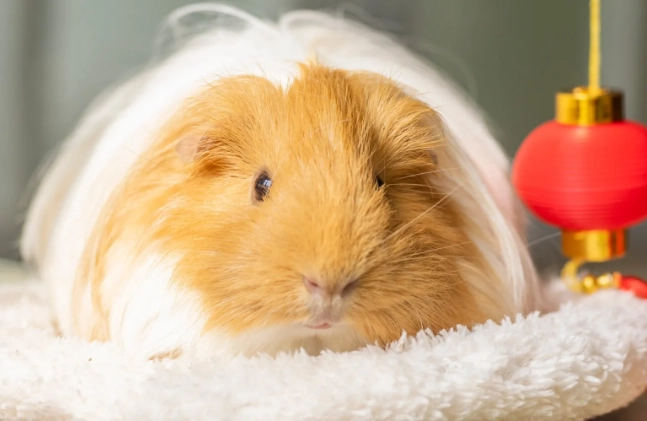 天竺鼠與兔子共同飼養